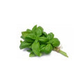 NOW Basil Essential Oil 100% Pure Steam Distilled 30ml