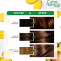 Garnier Hair Color 6.34 Chocolate Brown Gray Coverage 112 ml
