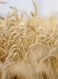 Rausch Wheat Germ Conditioner for Dry/Sun-Damaged Hair - 150ml