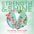 Pert Plus Strength & Shine Conditioner Keratin Henna Hibiscus Extract 360ml
