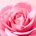 Nuxe Very Rose Lip Balm Moisturizing Non-Sticky Finish Rose Extract Vanilla Scent 15 g
