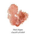 L'Oreal Paris Pure Clay Exfoliating Gel Wash, Clay-to-Mousse Cleanser, Red Algae, 150 ml