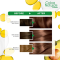 Garnier Hair Color Gazelle Brown 7.7, with Olive & Avocado Oil, 112ml